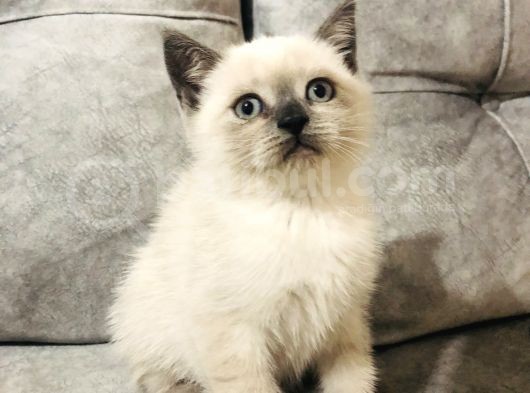 Ayı Kafalı Saf Kan Schottish Fold Ve British Shorthair  görsel
