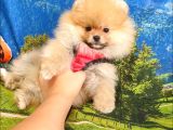 Safkan Pomeranian Teddy Bear Yavrular