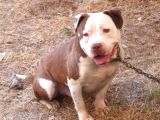 Pitbull Batman