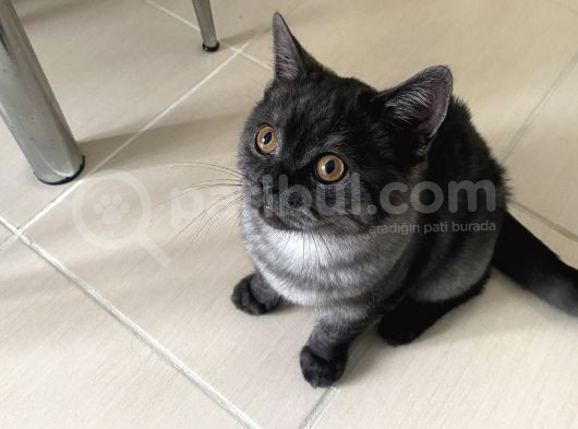 Scotich Starting Erkek 4 Aylık görsel