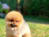 Pomeranian Boo