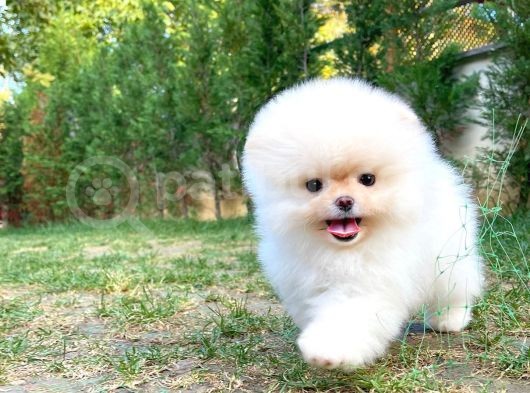 Pomeranian Boo görsel
