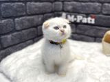 Scottish Fold Red Point