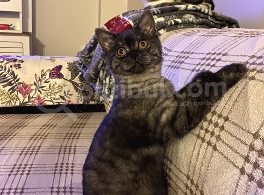 4 Aylık Erkek Aşıları Tam Kehribar Gözlü görsel