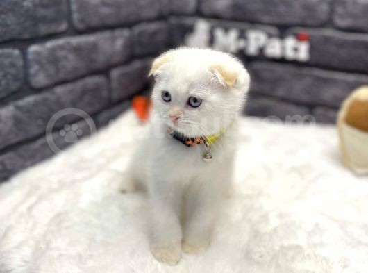 Scottish Fold Red Point görsel