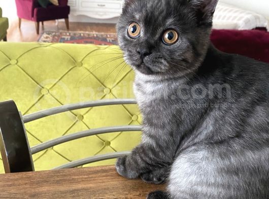 4 Aylık Erkek Aşıları Tam Kehribar Gözlü