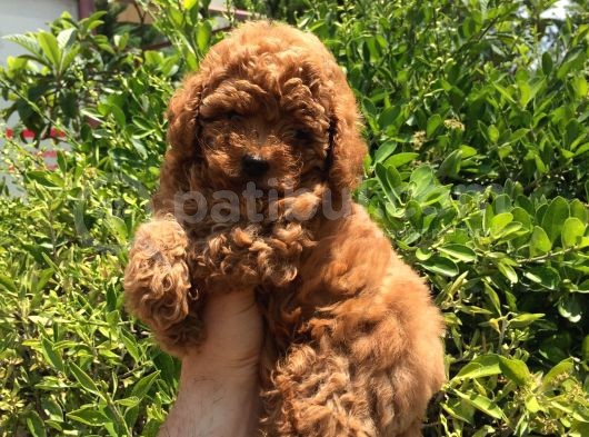 Safkan Toy Poodle Yavrularımız görsel