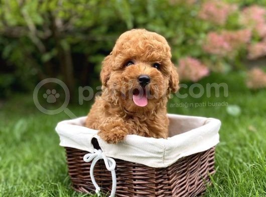 Dişi Erkek Red Brown Toy Poodle Yavrular