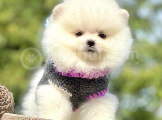 Ayıcık Surat Boo Pomeranian Yavrular görsel