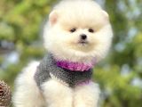 Ayıcık Surat Boo Pomeranian Yavrular