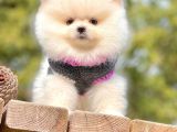 Ayıcık Surat Boo Pomeranian Yavrular