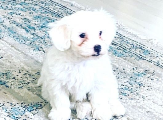 Maltese Terier görsel
