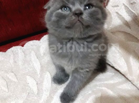Scottish Fold Yavrular Ve Silver Taby Yavrular 50 Günlük görsel