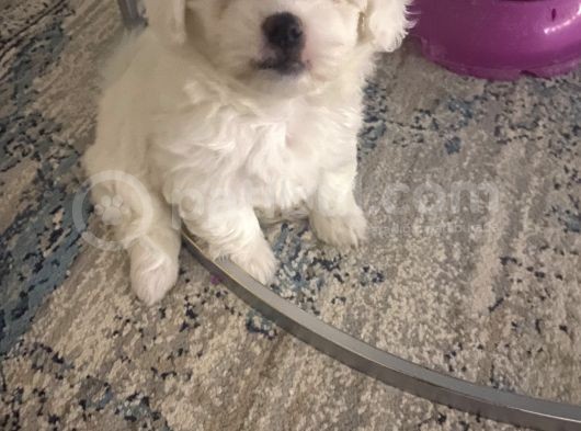 Maltese Terier görsel