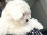 Maltese Terier