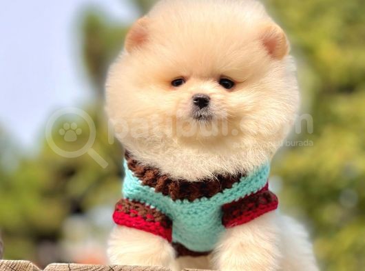 Mini Boy Pomeranian Yavrular görsel