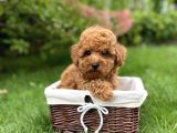Dişi Erkek Red Brown Toy Poodle Yavrular