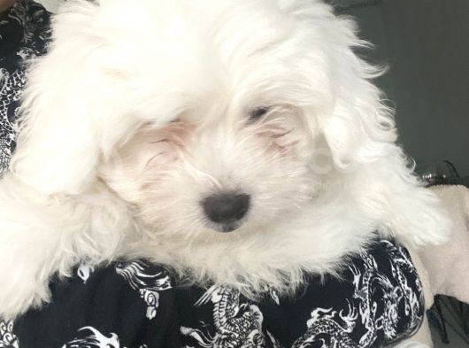 Maltese Terier görsel