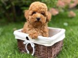 Dişi Erkek Red Brown Toy Poodle Yavrular