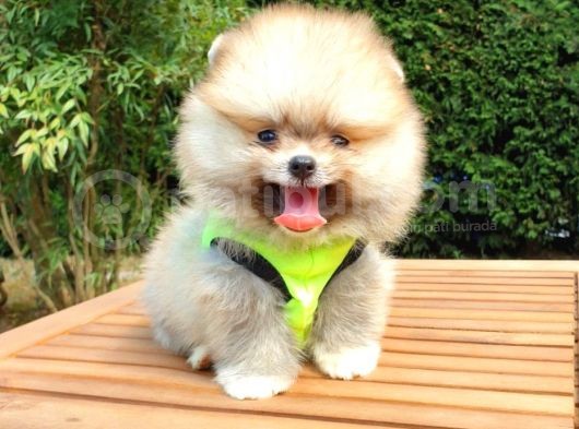 Teddy Face Pomeranian Boo Yavrularımız görsel