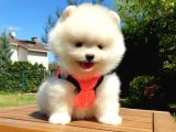 Pomeranian Boo Teddy Bear Yavrular