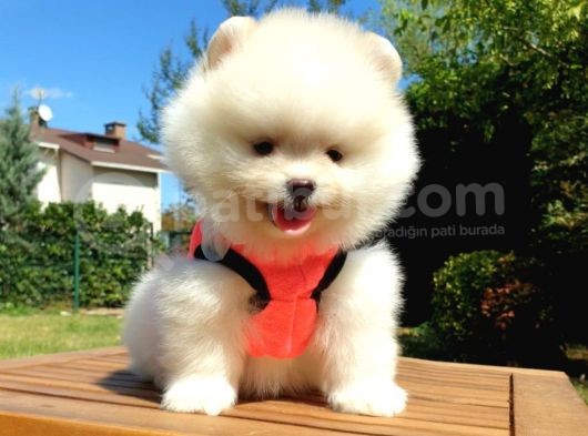 Pomeranian Boo Teddy Bear Yavrular görsel