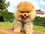 Teddy Face Pomeranian Boo Yavrularımız