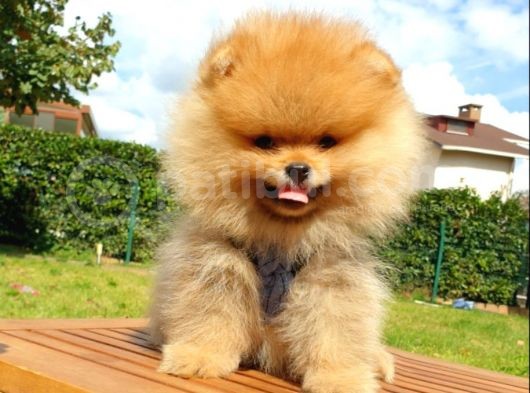 Teddy Face Pomeranian Boo Yavrularımız görsel