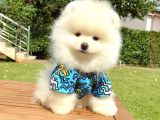 Pomeranian Boo Teddy Bear Yavrular
