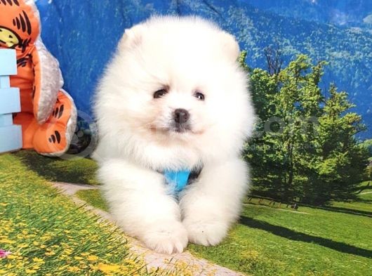 Pomeranian Boo Teddy Bear Yavrular görsel