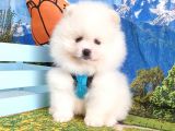 Pomeranian Boo Teddy Bear Yavrular