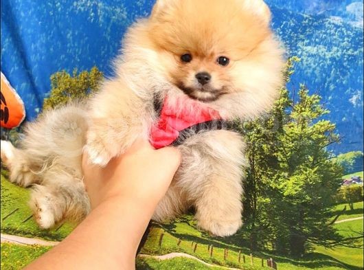 Pomeranian Boo Teddy Bear Yavrular görsel