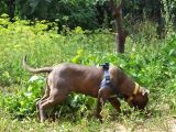 Amerikan Bully Xl