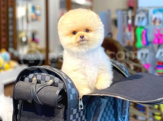 Ayı Surat Pomeranian Boo Yavrularımız görsel
