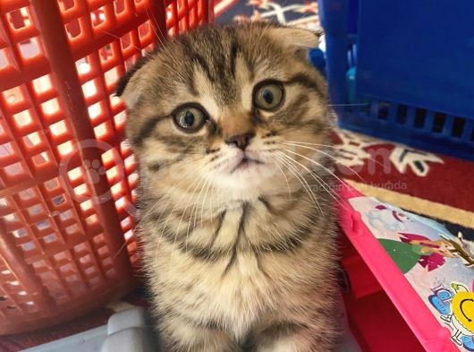 11 Ağustos Doğumlu Scottish Fold Golden Black Cinsi Dişi
