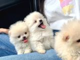 Ayıcık Surat Boo Pomeranian Yavrular