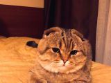 11 Ağustos Doğumlu Scottish Fold Golden Black Cinsi Dişi