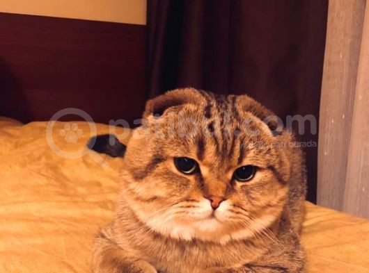 11 Ağustos Doğumlu Scottish Fold Golden Black Cinsi Dişi görsel