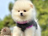 Ayı Surat Sevimli Boo Pomeranian Yavrular