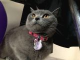 11 Ağustos Doğumlu Scottish Fold Golden Black Cinsi Dişi