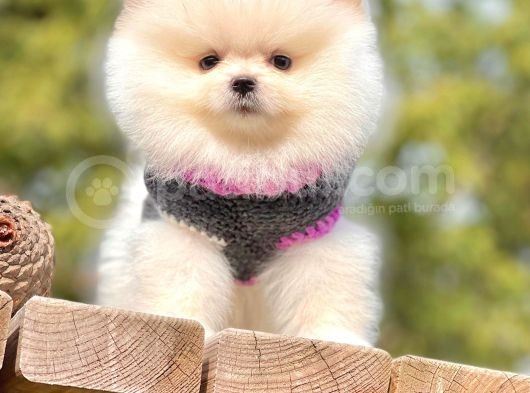 Ayı Surat Sevimli Boo Pomeranian Yavrular görsel