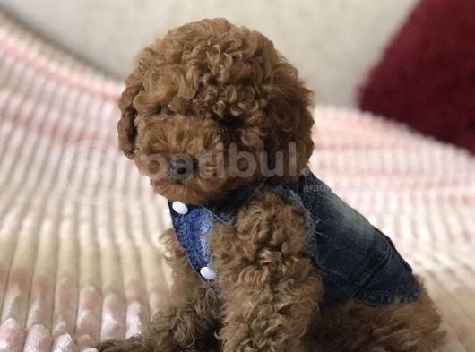 Red Toy Poodle Yavrular görsel