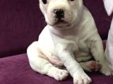 Irk Garantili Teslime Hazır French Bulldog Yavruları
