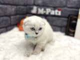 Sıfır Kulak Küt Burun Scottish Fold