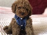 Red Toy Poodle Yavrular