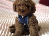 Red Toy Poodle Yavrular