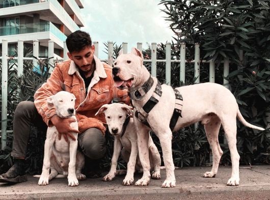 5 Aylık Yeni Yuvasına Oldukça Hazır Tek Gözü Masmavi Acil görsel