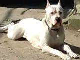 Safkan Orjinal Dogo Argentino Yavrular