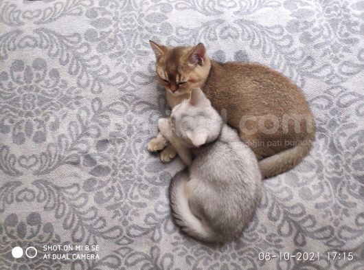 Scottish Straight Silver Ve Golden Yavrular görsel