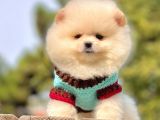 Safkan Pomeranian Boo Yavrularımız